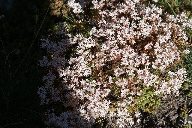 DSC09442.JPG