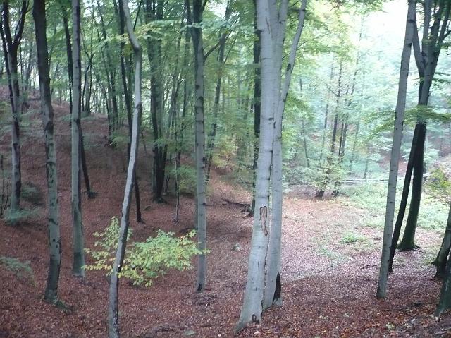 P1030404.JPG