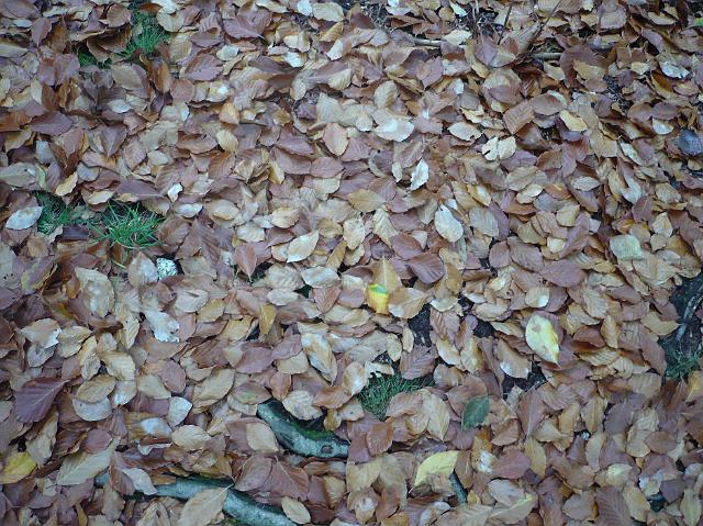 P1030408.JPG