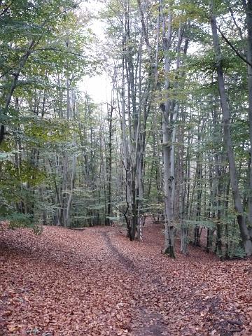 P1030410.JPG